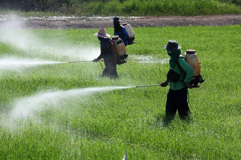 Spraying the paddy